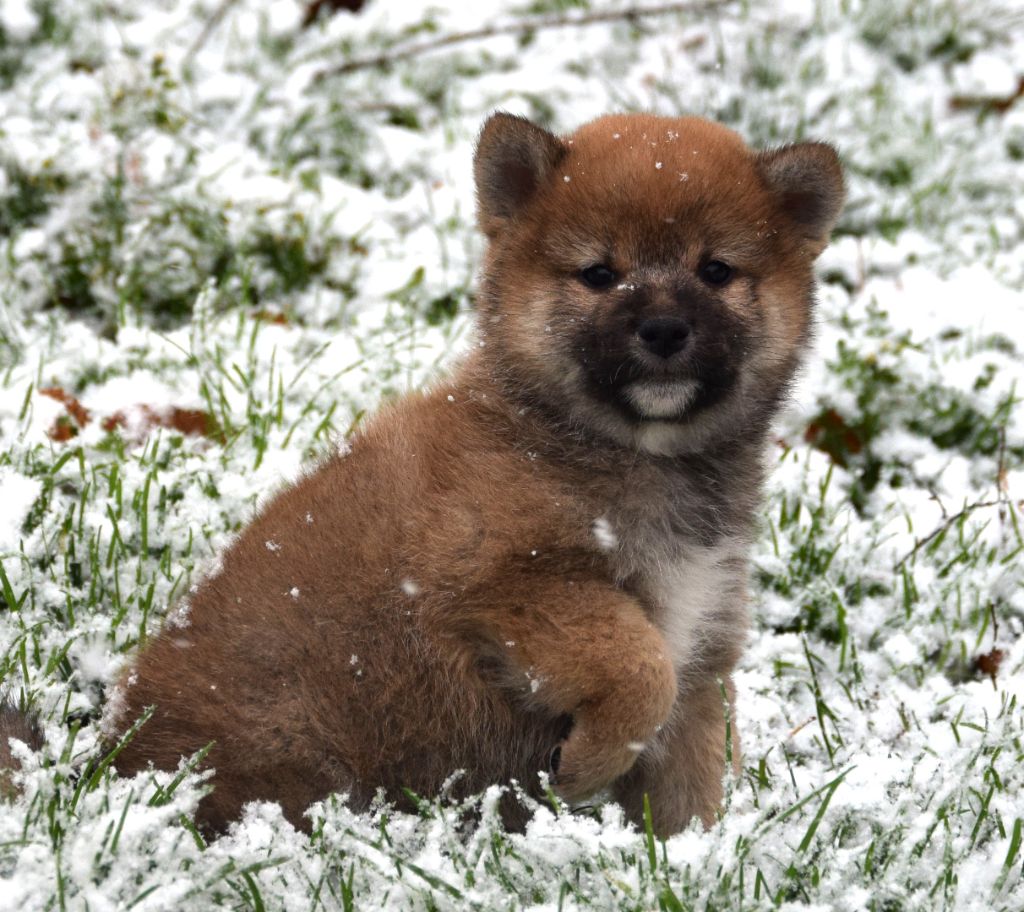 Shiba - (Sans Affixe)