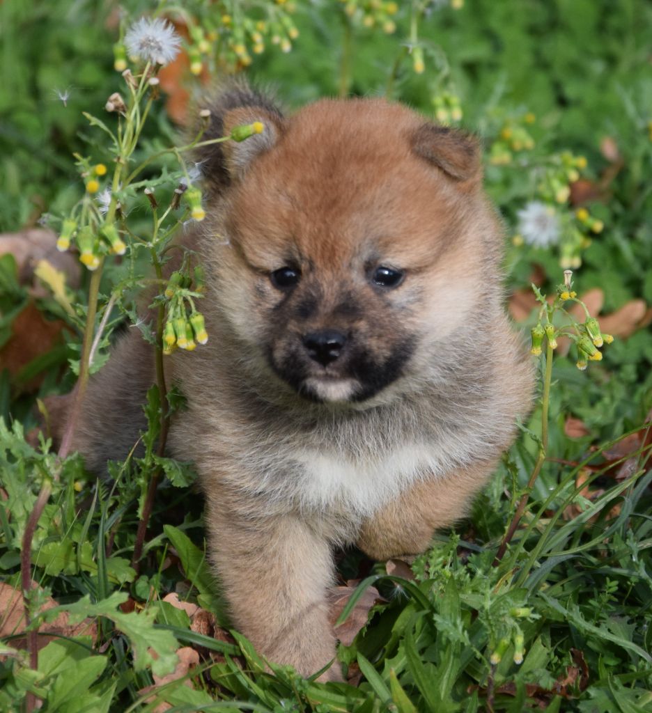 Shiba - (Sans Affixe)