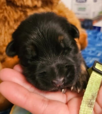 Les chiots de Berger Allemand Poil Long