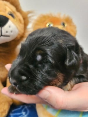 Les chiots de Berger Allemand Poil Long