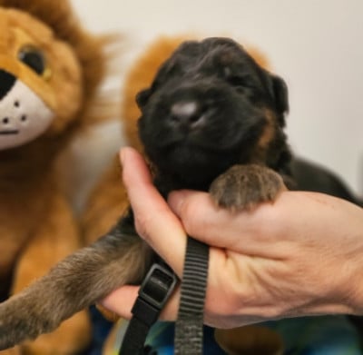Les chiots de Berger Allemand Poil Long