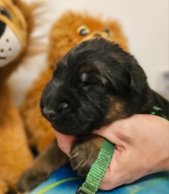 Les chiots de Berger Allemand Poil Long