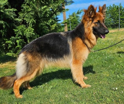 Les chiots de Berger Allemand Poil Long