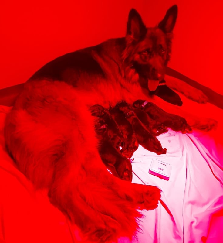 Berger Allemand Poil Long - du Domaine de la Leyssonie