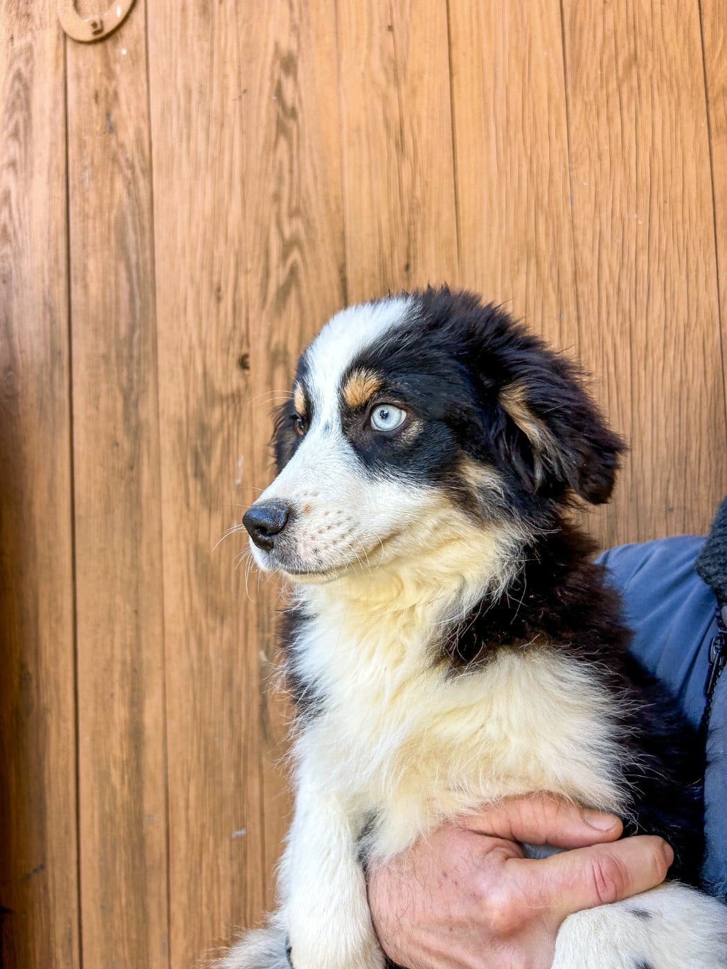 Berger Américain Miniature  - Kingdom of Margail