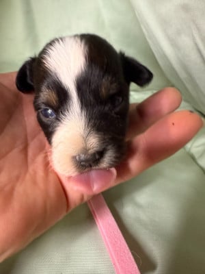 Les chiots de Berger Américain Miniature 