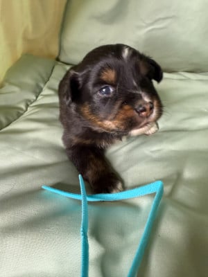 Les chiots de Berger Américain Miniature 