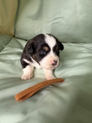 Les chiots de Berger Américain Miniature 