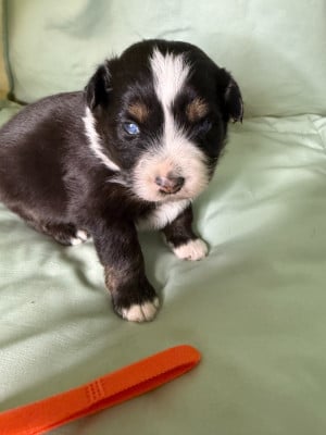 Les chiots de Berger Américain Miniature 