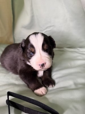 Les chiots de Berger Américain Miniature 