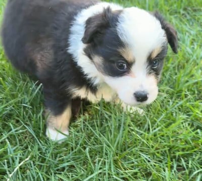 Berger Américain Miniature