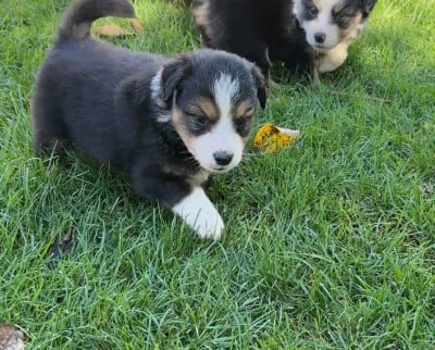 Les chiots de Berger Américain Miniature 