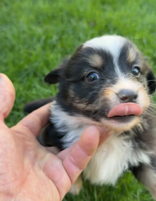 Les chiots de Berger Américain Miniature 