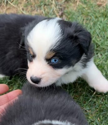 Les chiots de Berger Américain Miniature 