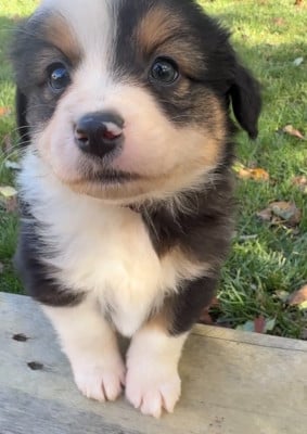 Les chiots de Berger Américain Miniature 