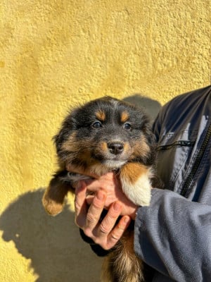 Les chiots de Berger Américain Miniature