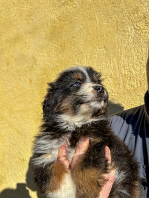Les chiots de Berger Américain Miniature