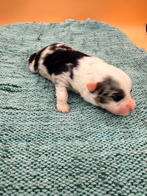 BONGO - Berger Américain Miniature 