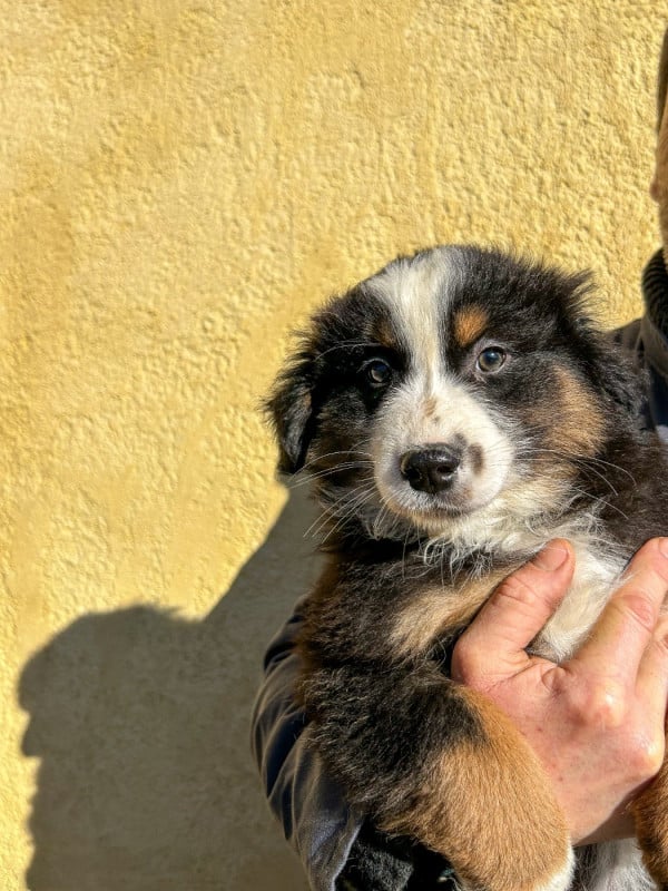 Berger Américain Miniature  - Kingdom of Margail