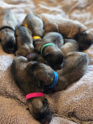 Les chiots de Eurasier