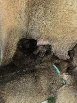 Les chiots de Eurasier