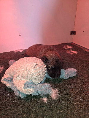 Les chiots de Eurasier