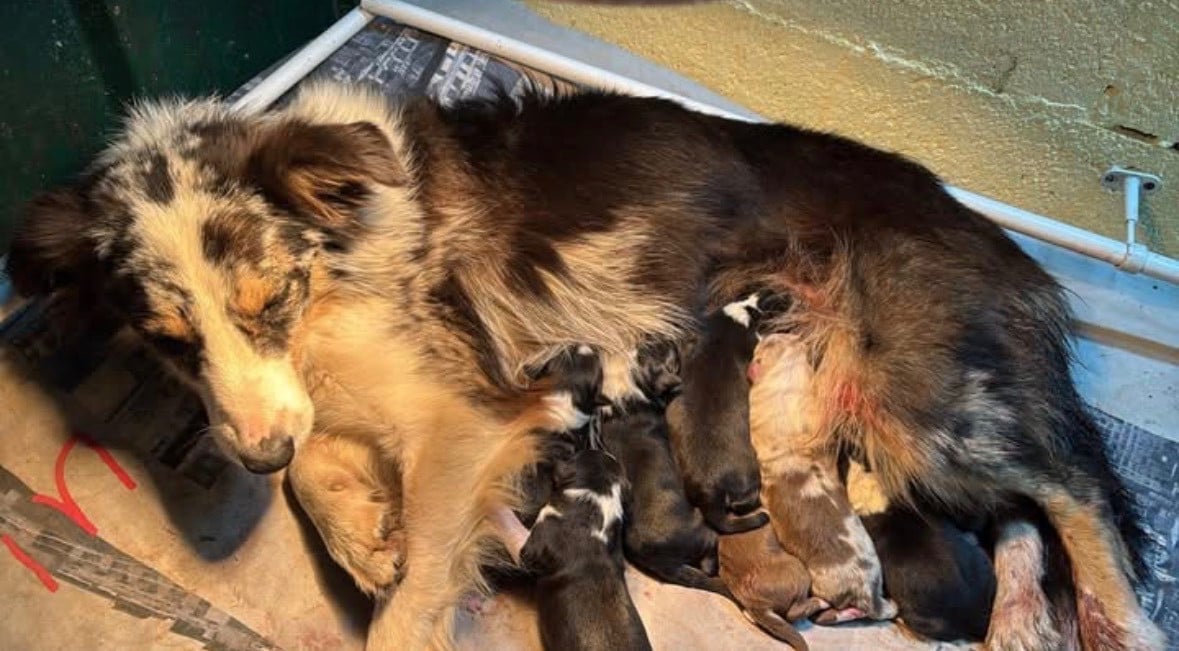 CHIOT 8 - Border Collie