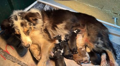Les chiots de Border Collie