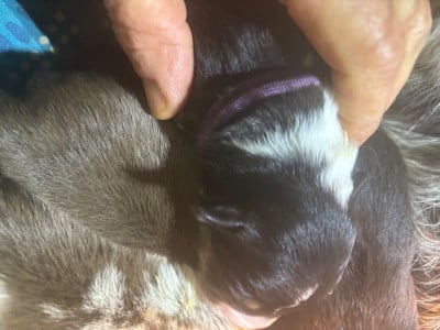 Les chiots de Border Collie