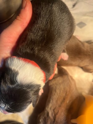 Les chiots de Border Collie