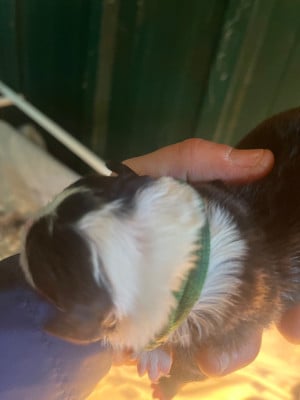 Les chiots de Border Collie