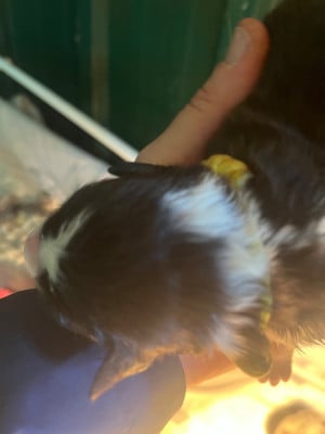 Les chiots de Border Collie