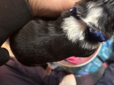 Les chiots de Border Collie