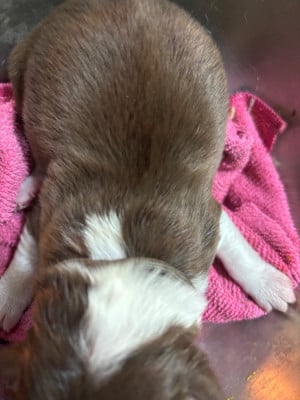 Les chiots de Border Collie