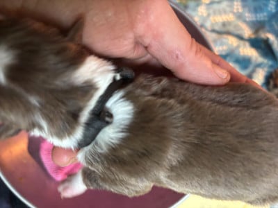 Les chiots de Border Collie