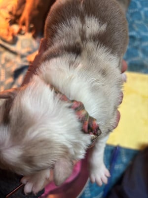 Les chiots de Border Collie