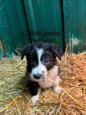 Les chiots de Border Collie