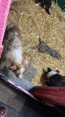 Les chiots de Border Collie