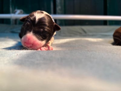Les chiots de Border Collie