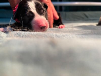 Les chiots de Border Collie