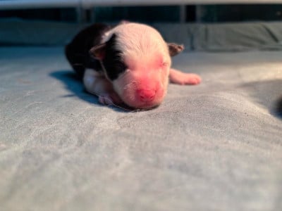 Les chiots de Border Collie