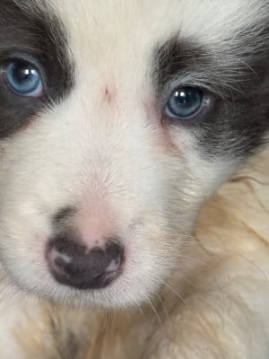 Les chiots de Border Collie