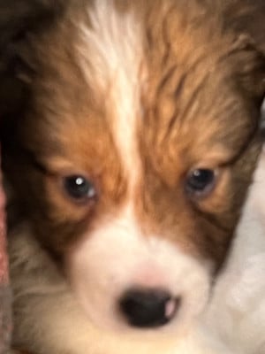 Les chiots de Border Collie