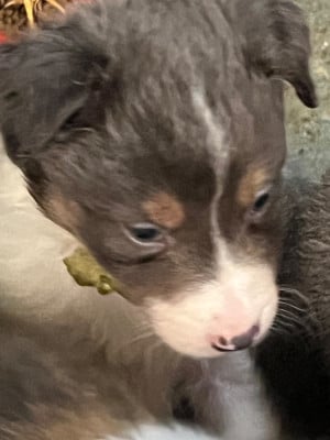 Les chiots de Border Collie
