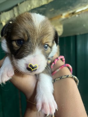Les chiots de Border Collie