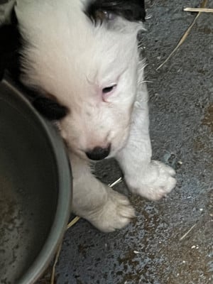 Les chiots de Border Collie