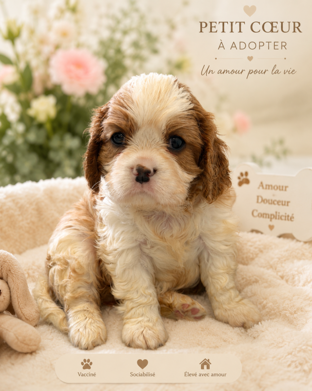 Cavalier King Charles Spaniel - Du domaine du quinquis