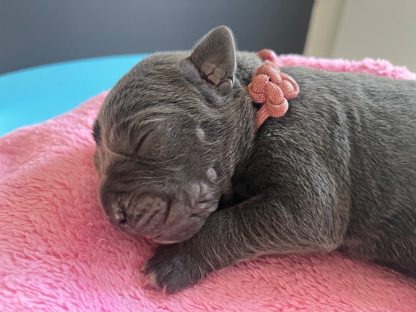 Cane Corso - Du Domaine De La Voie Romaine