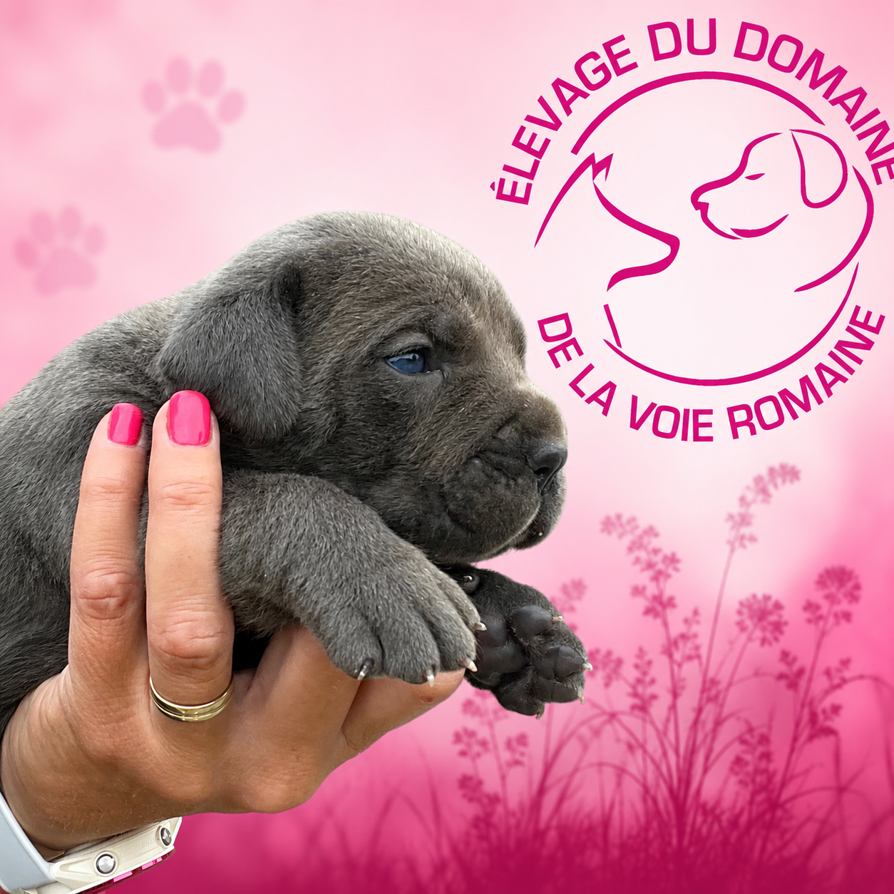 Cane Corso - Du Domaine De La Voie Romaine