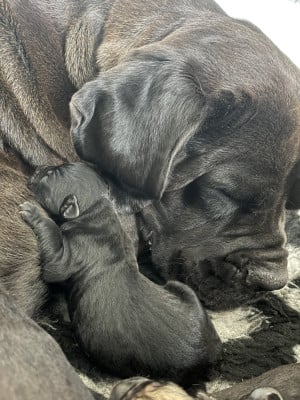 Les chiots de Cane Corso